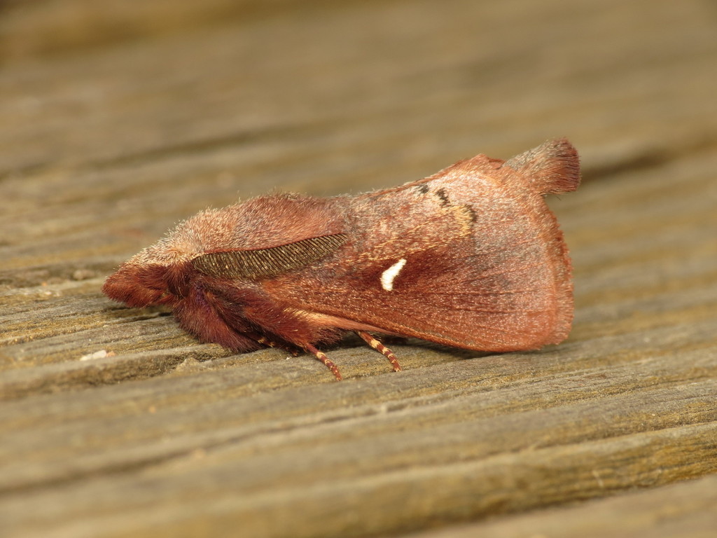 Opsirhina albigutta