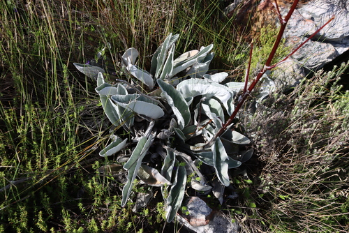 Image of Hermas gigantea by (c) Tony Rebelo, some rights reserved (CC BY-SA)