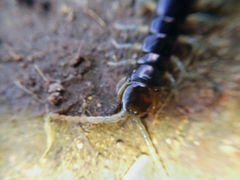 Cormocephalus rubriceps