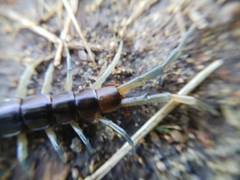 Cormocephalus rubriceps