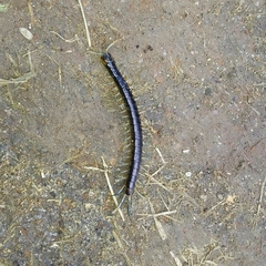 Cormocephalus rubriceps