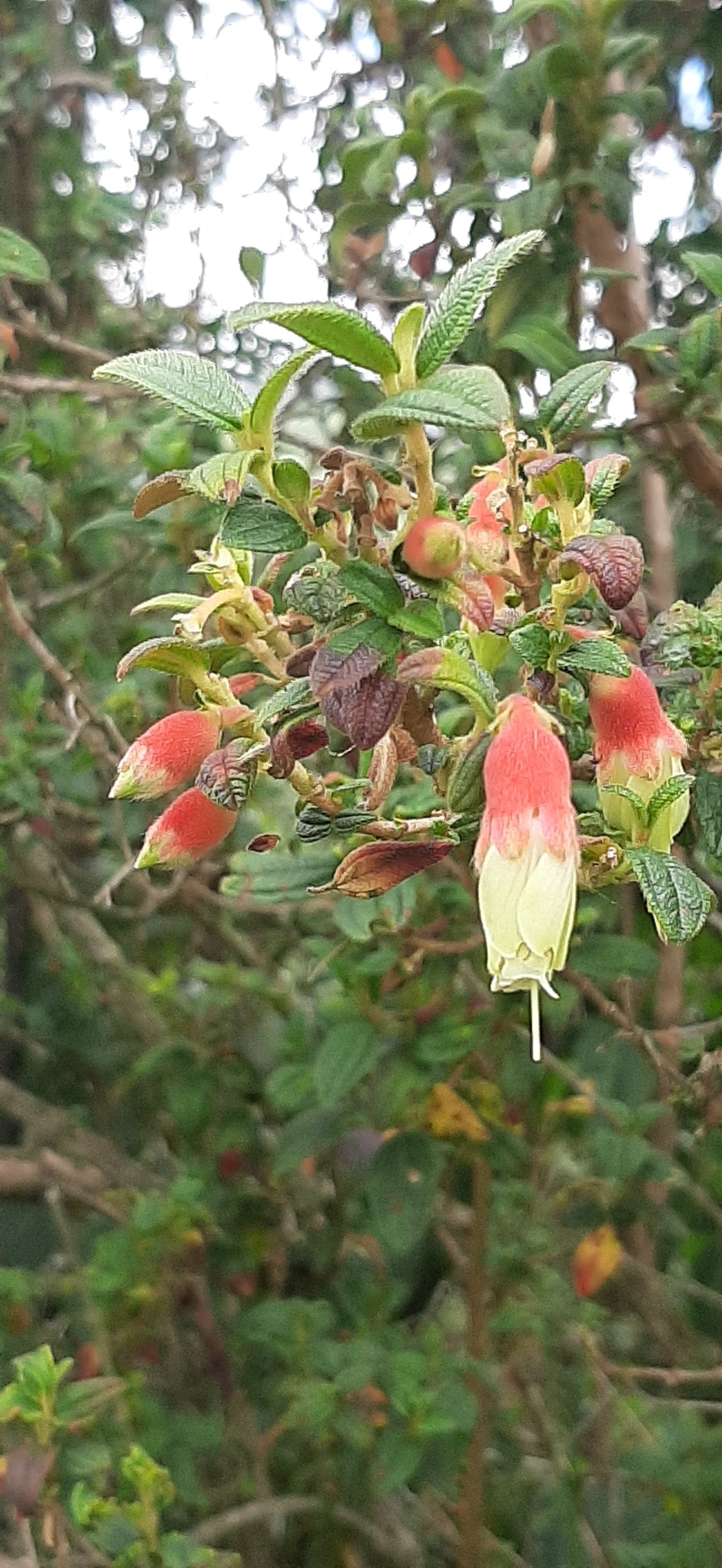 Brachyotum ledifolium image