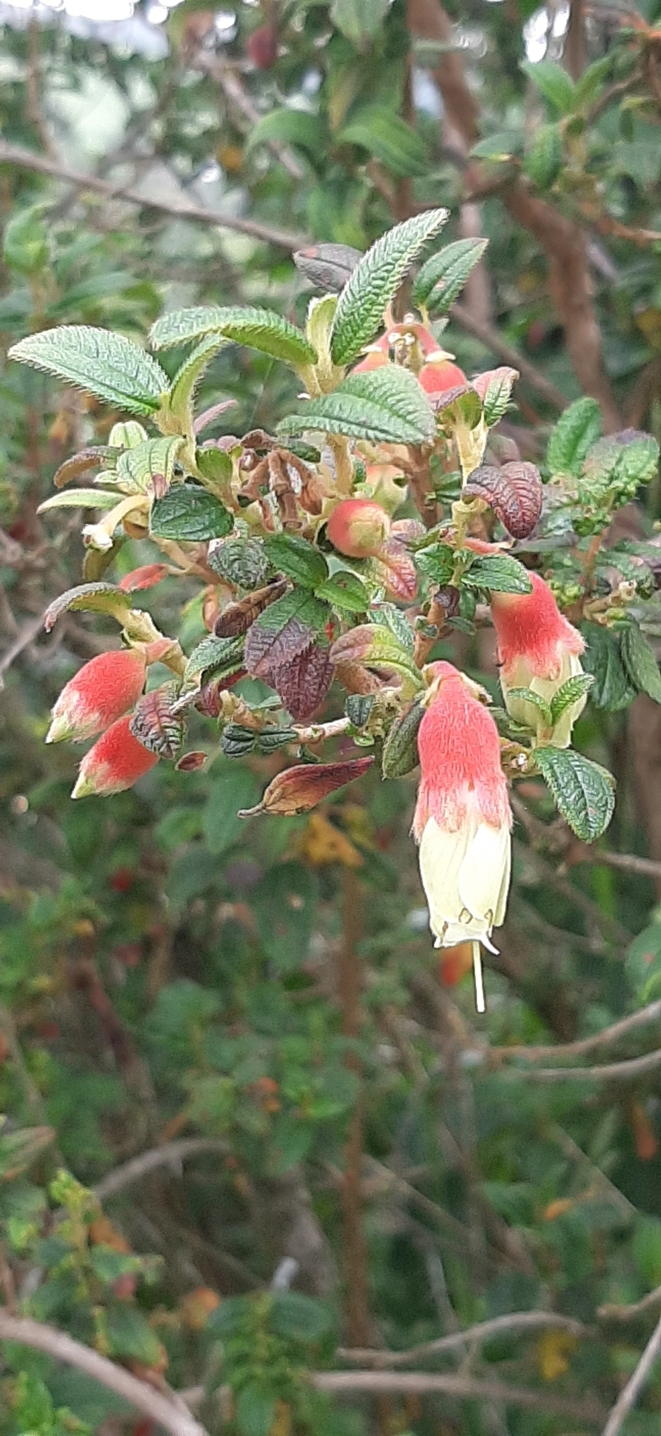 Brachyotum ledifolium image