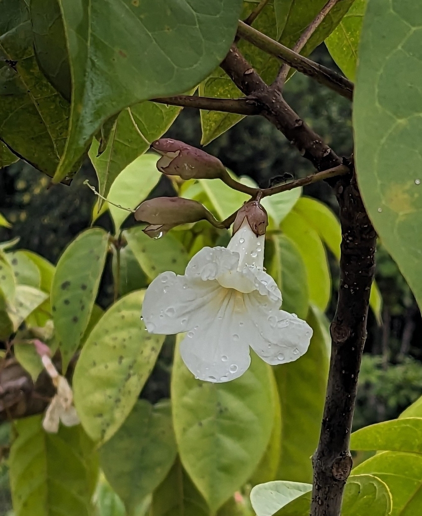Tabebuia insignis
