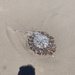 Chrysaora plocamia