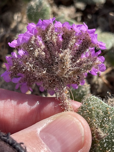 Desert sand verbena (Abronia villosa)