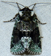 Lacinipolia explicata