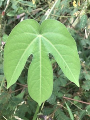 Passiflora seemannii image