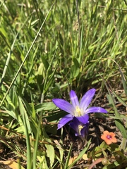 Brodiaea terrestris terrestris