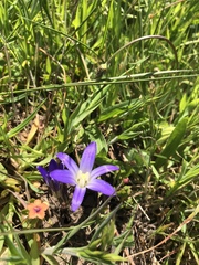 Brodiaea terrestris terrestris