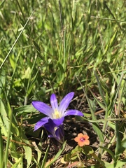 Brodiaea terrestris terrestris