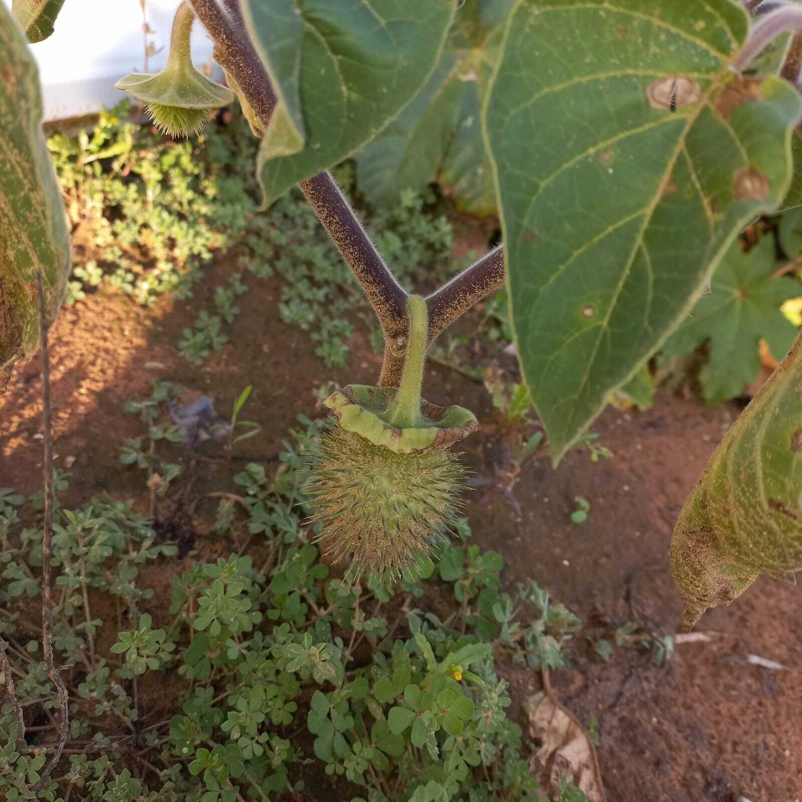 Imagem de Trombeta branca