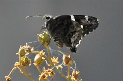 Codatractus arizonensis