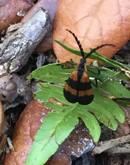 Calopteron discrepans