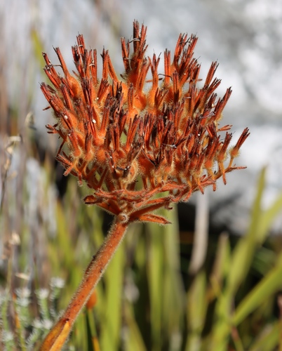 Image of Dilatris viscosa by (c) Tony Rebelo, some rights reserved (CC BY-SA)