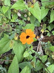 Thunbergia alata image