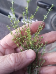 Galium microphyllum