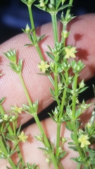 Galium microphyllum