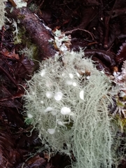 Usnea quasirigida