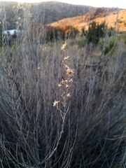 Brickellia laciniata