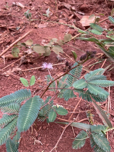 Sensitive Plant