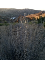 Brickellia laciniata