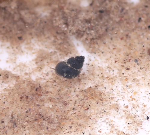 robust tryonia