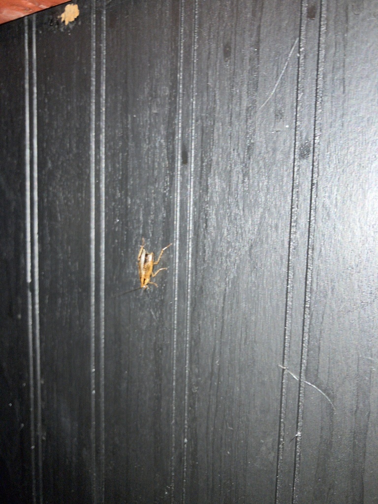 German Cockroach from Holiday Rd, Lexington, KY, US on January 12, 2024