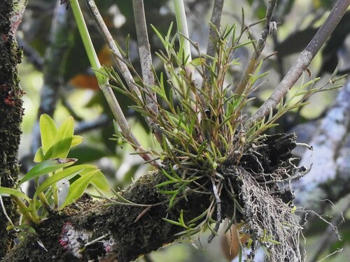 Image of Jacquiniella globosa by (c) Louis Imbeau, some rights reserved (CC BY)