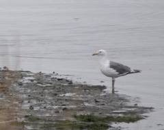 Larus glaucescens × occidentalis