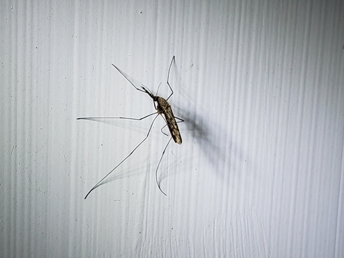 Anopheles crucians photo 5