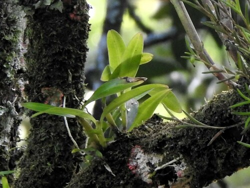 Image of Scaphyglottis modesta by (c) Louis Imbeau, some rights reserved (CC BY)