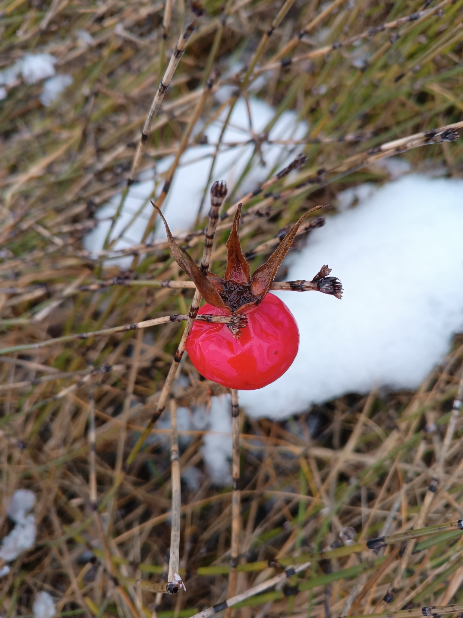 Imagem de Rosa-rugosa