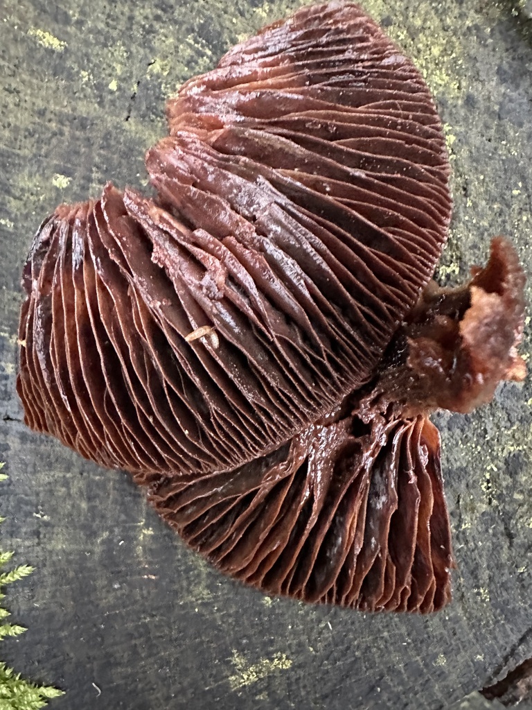 Dipodascus armillariae