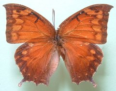 Anaea aidea