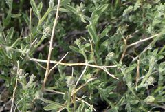 Brickellia frutescens