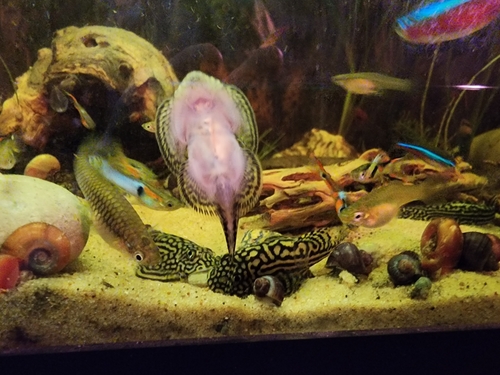 Reticulated hillstream loach (Sewellia lineolata) — Balitoridae — 5