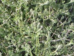 Brickellia frutescens