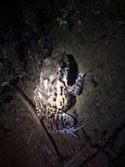 Leptodactylus vastus