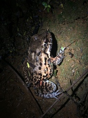 Leptodactylus vastus