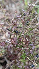 Rough bedstraw (Galium hispidulum)