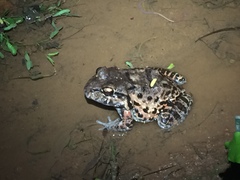 Leptodactylus vastus