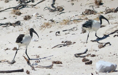Ibis sacré