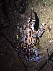 Leptodactylus vastus