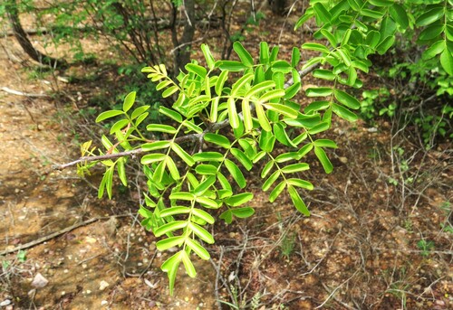 Image of Schinopsis brasiliensis by (c) Gustavo Sandres, some rights reserved (CC BY-SA)