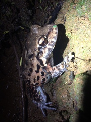 Leptodactylus vastus