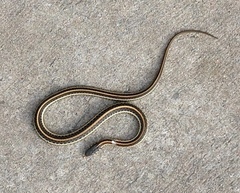 Thamnophis radix