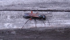 Chalybion femoratum