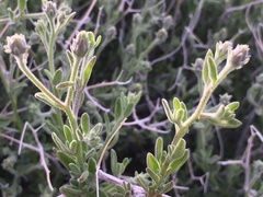 Brickellia frutescens