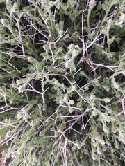 Brickellia frutescens
